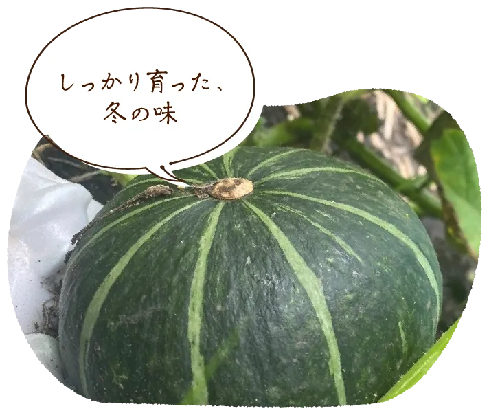 「しっかり育った、冬の味」