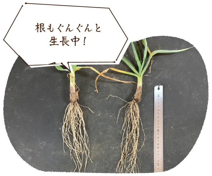 「根もぐんぐんと生長中!」