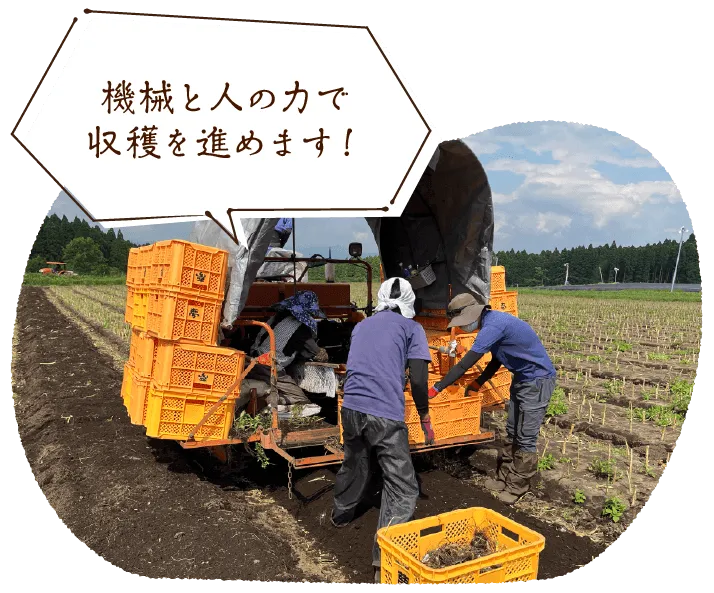 【機械と人の力で収穫を進めます！】