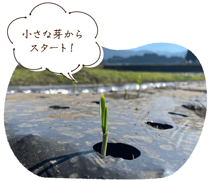 【小さな芽からスタート！】