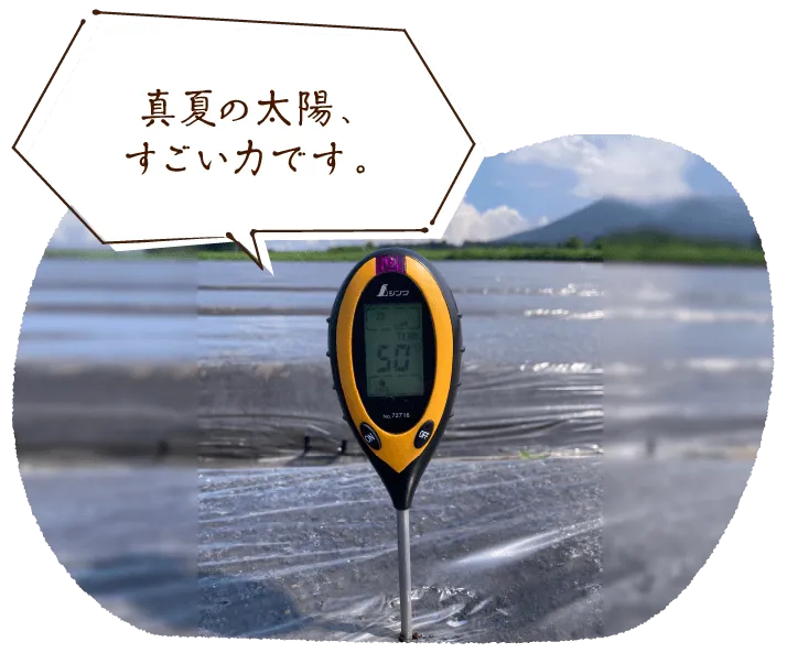 【機械と人の力で収穫を進めます!】
