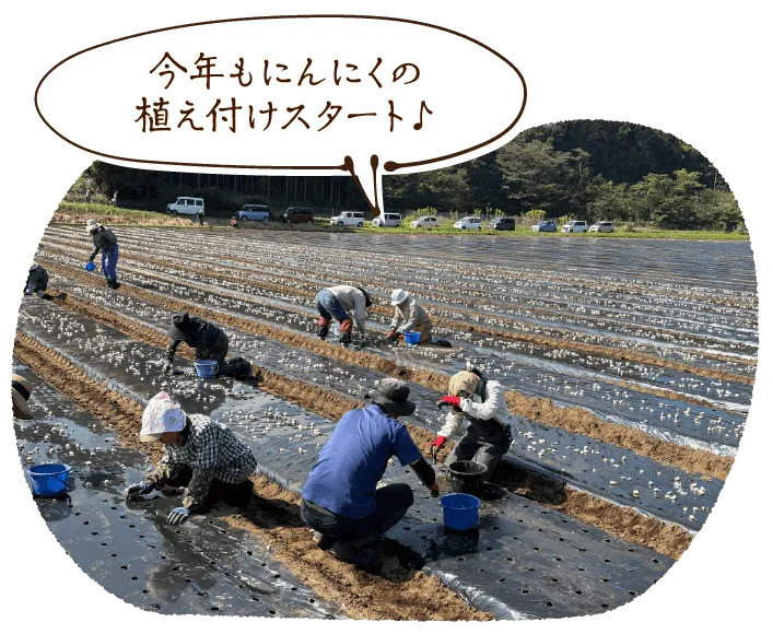 今年もにんにくの植え付けスタート