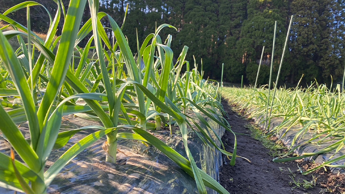 冷え込む冬も、手作業での除草が欠かせません！