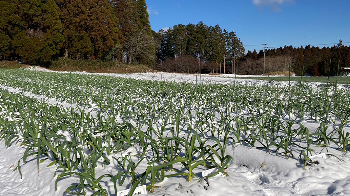 宮崎県にも大寒波が到来…！