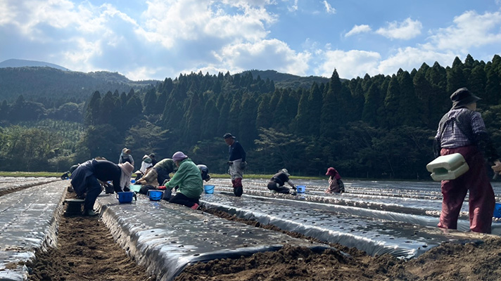 にんにくの植え付け作業が終了！