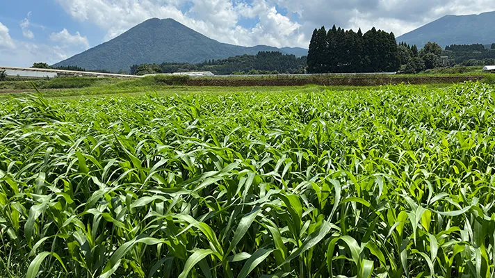 愛情いっぱいの畑から生まれる野菜たち！