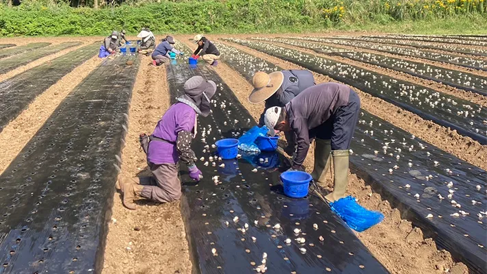 今年もやってきた！にんにくの植え付け作業