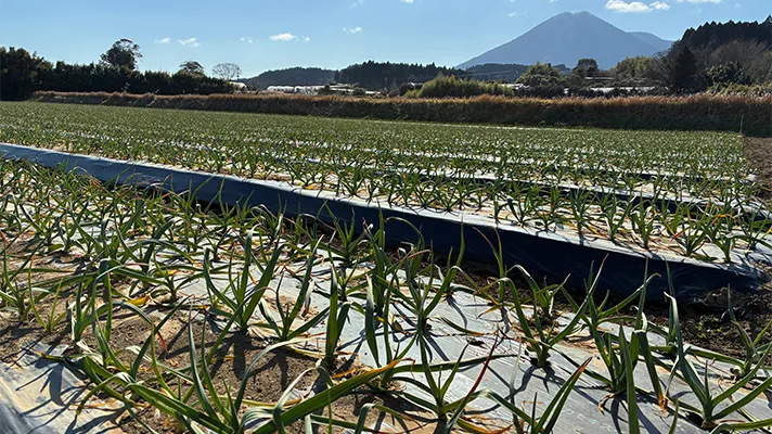 寒さに耐えながら育つ有機にんにく王®