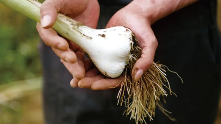 農産物コンテストで優秀賞をいただきました！