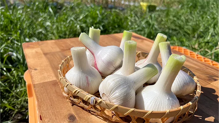 知っているようで意外と知らない！にんにく豆知識