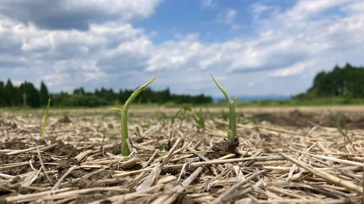 にんにくだけじゃない！夏の農場をご紹介