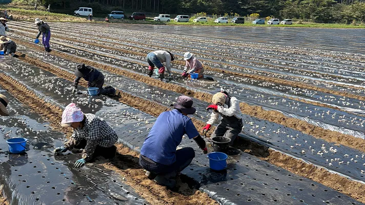 にんにくの植え付けスタート！頼もしい相棒をご紹介♪
