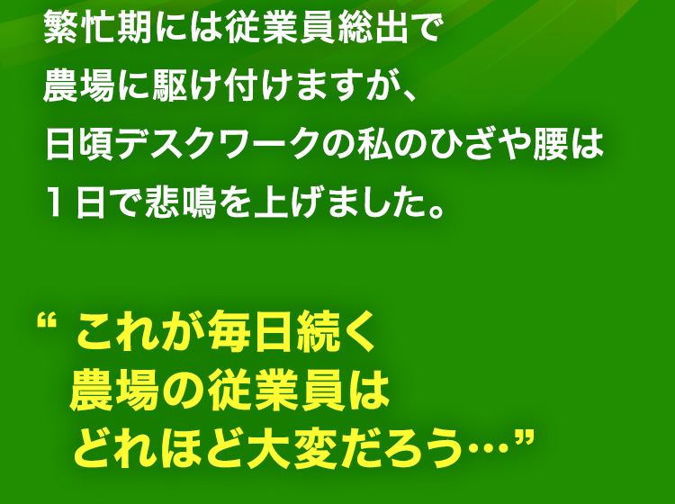 繁忙期には従業員総出で農場に駆け付けますが、日頃デスクワークの私のひざや腰は1日で悲鳴を上げました。“これが毎日続く農場の従業員はどれほど大変だろう…”