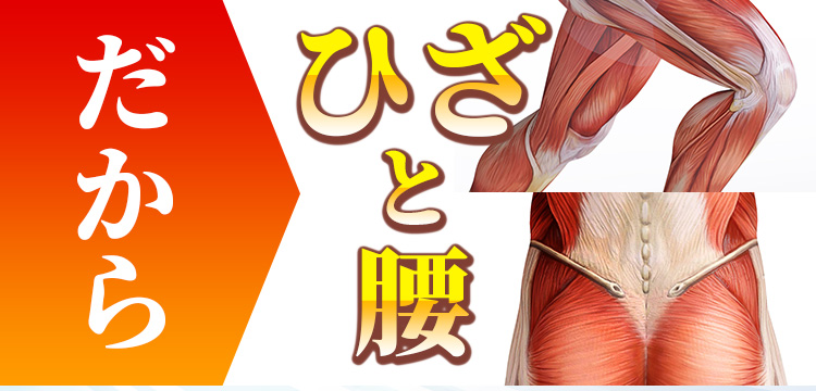だからひざと腰