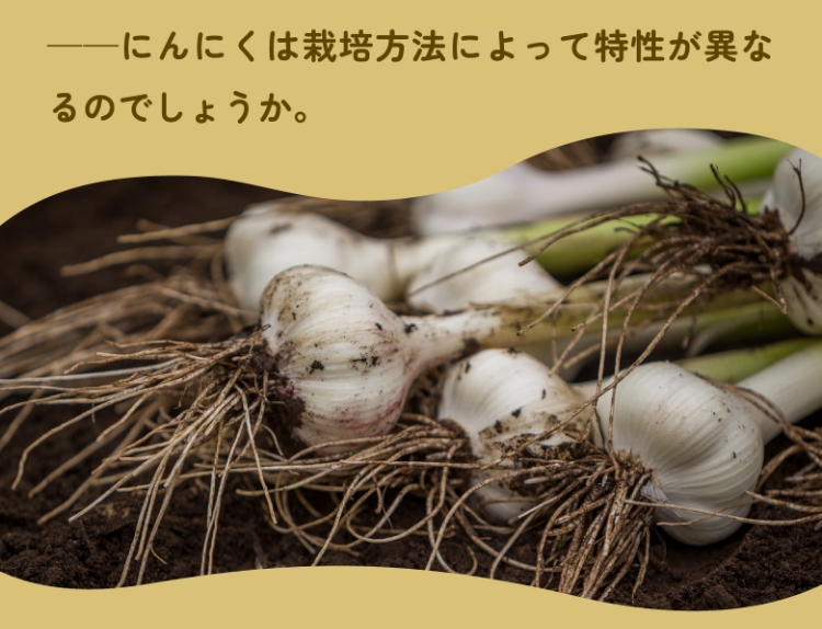 ――にんにくは栽培方法によって特性が異なるのでしょうか。
