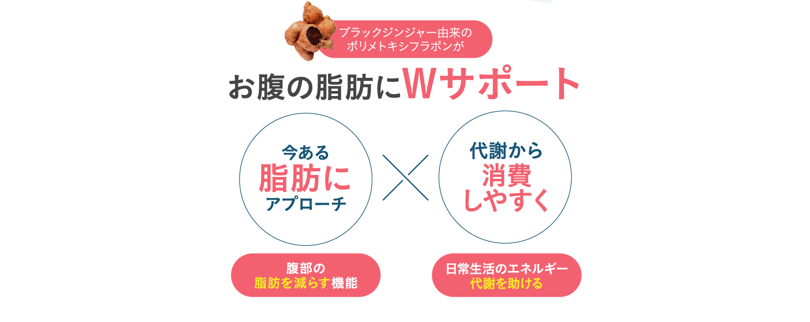 お腹の脂肪にダブルサポート