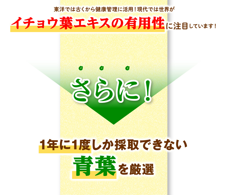 東洋では古くから健康管理に活用！現代では世界が　イチョウ葉エキスの有用性に注目しています！　さらに！　1年に1度しか採取できない　青葉を厳選