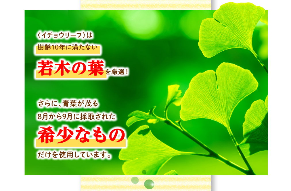 イチョウリーフは農薬を使わずに栽培された樹齢10年に満たない　若葉の葉を厳選!　さらに、青葉が茂る8月から9月に採取された希少なものだけを使用しています。