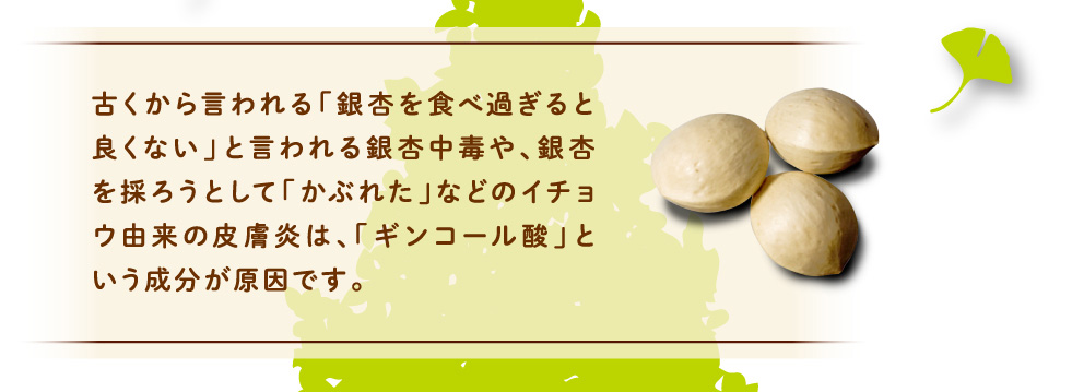 古くから言われる「銀杏を食べ過ぎると良くない」と言われる銀杏中毒や、銀杏を採ろうとして「かぶれた」などのイチョウ由来の皮膚炎は、「ギンコール酸」という成分が原因です。
