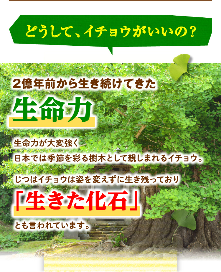 どうして、イチョウがいいの？ 2億年前から生き続けてきた生命力 生命力が大変強く 日本では季節を彩る樹木として親しまれるイチョウ。じつはイチョウは姿を変えずに生き残っており 「生きた化石」とも言われています。