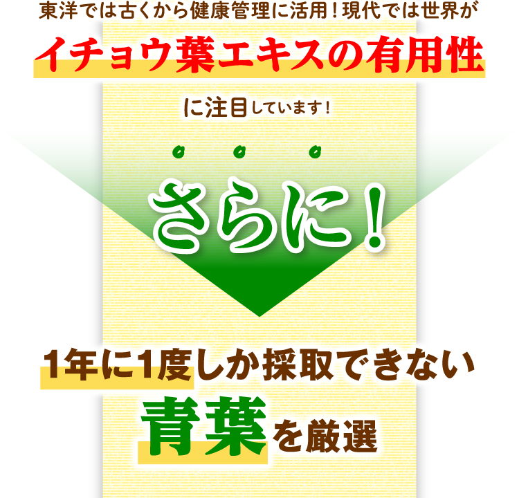 東洋では古くから健康管理に活用！現代では世界がイチョウ葉エキスの有用性に注目しています！ さらに！1年に1度しか採取できない青葉を厳選