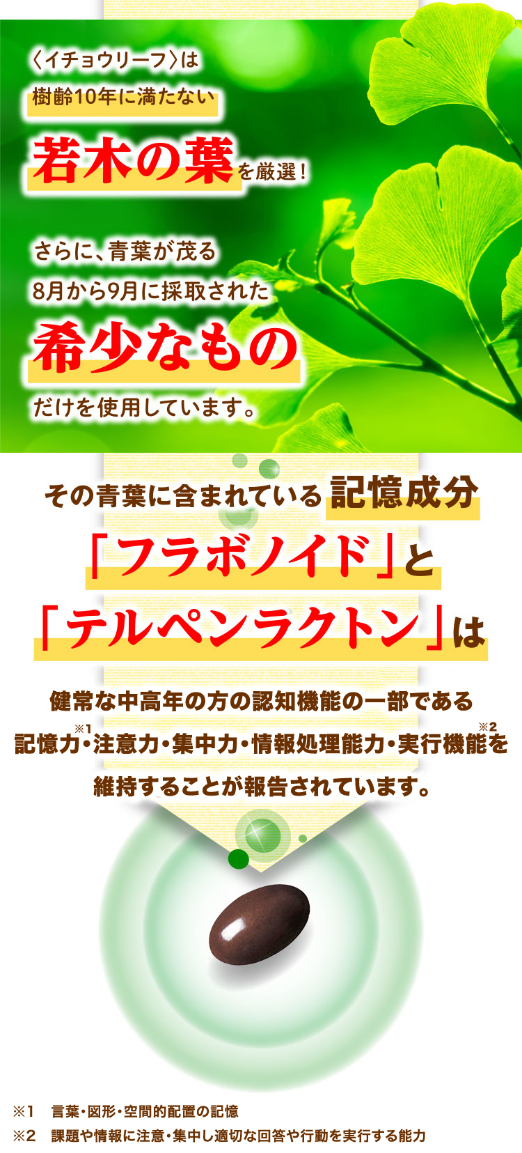 その青葉に含まれている記憶成分「フラボノイド」と「テルペンラクトン」は中高年の方の認知機能の一部である記憶力（言葉や図形などを覚え、思い出す能力）を維持することが報告されています。