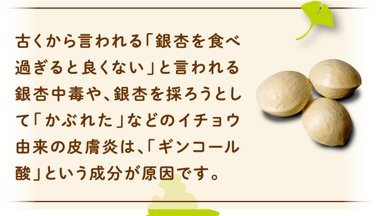 古くから言われる「銀杏を食べ過ぎると良くない」と言われる銀杏中毒や、銀杏を採ろうとして「かぶれた」などのイチョウ由来の皮膚炎は、「ギンコール酸」という成分が原因です。