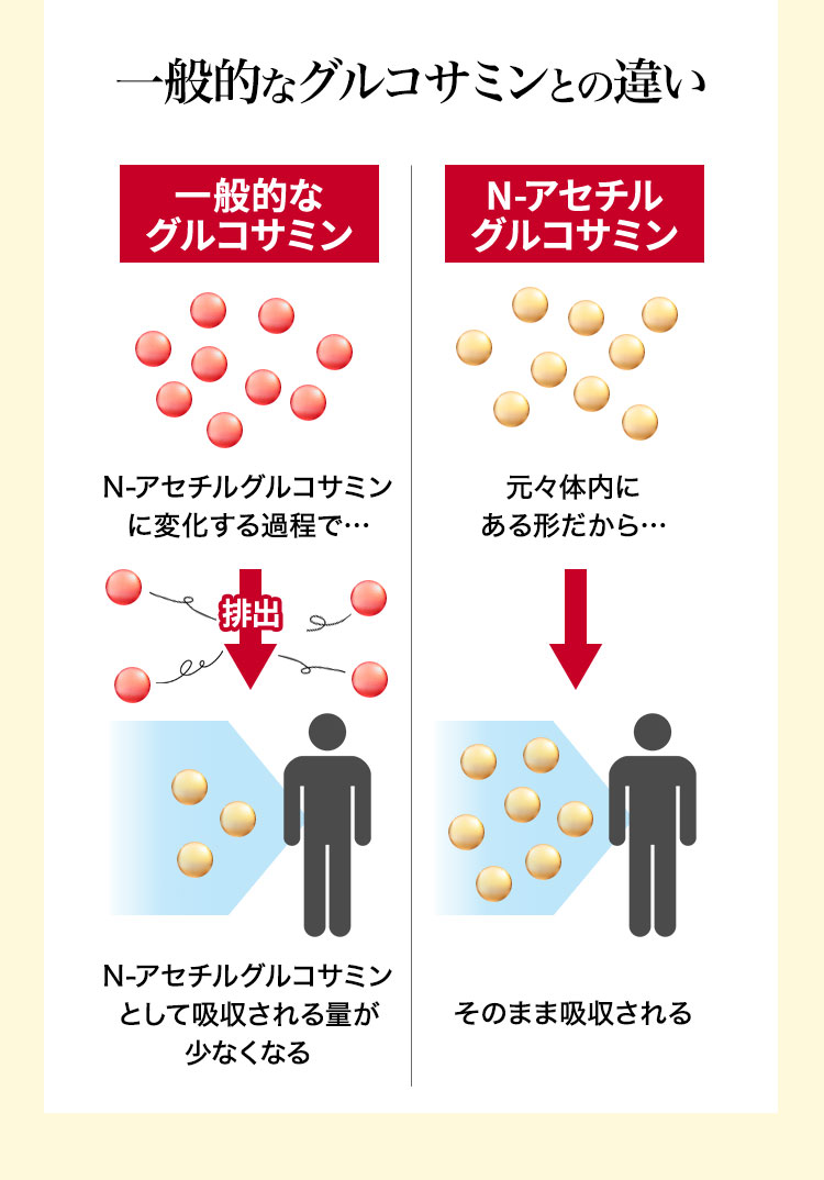 一般的なグルコサミンはN-アセチルグルコサミン
として吸収される量が少なくなる　N-アセチルグルコサミンはそのまま吸収される