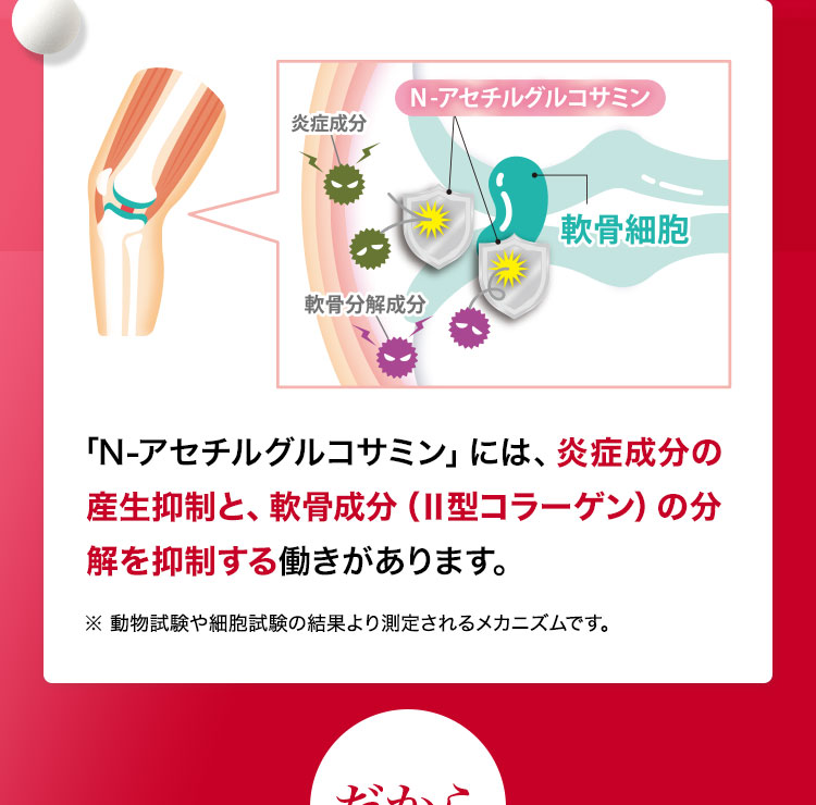「N-アセチルグルコサミン」には、炎症成分の産生抑制と、軟骨成分（Ⅱ型コラーゲン）の分解を抑制する働きがあります。