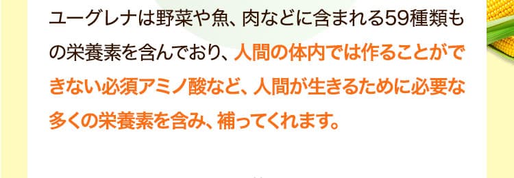 ユーグレナは野菜や魚、肉などに含まれる59種類もの栄養素を含んでおり、人間の体内では作ることができない必須アミノ酸など、人間が生きるために必要な多くの栄養素を含み、補ってくれます。