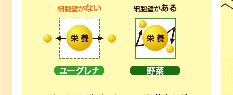 栄養素を効率よくカラダに届ける！細胞壁がある