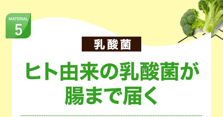 乳酸菌