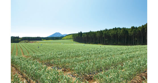 本多荘輔の情熱にんにく畑