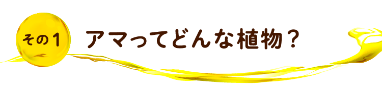 その1 アマってどんな植物？