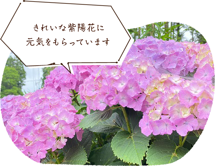 きれいな紫陽花に元気をもらっています