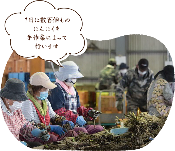 1日に数百個ものにんにくを 手作業によって行います