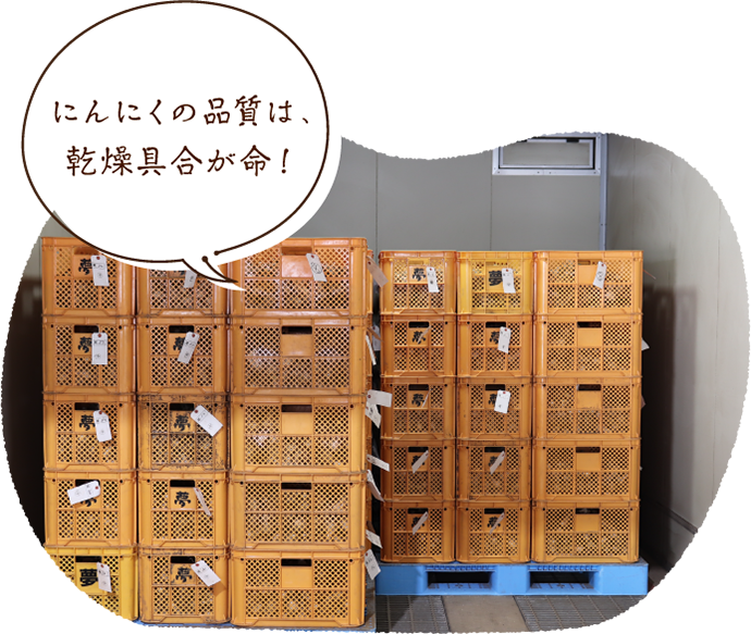 にんにくの品質は、乾燥具合が命!