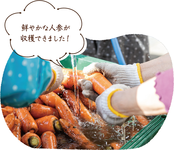 鮮やかな人参が収穫できました！