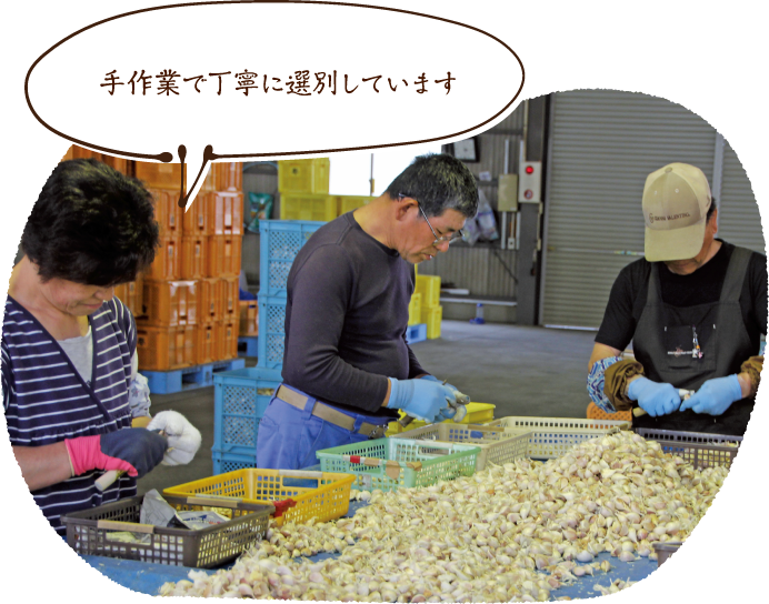 手作業で丁寧に選別しています