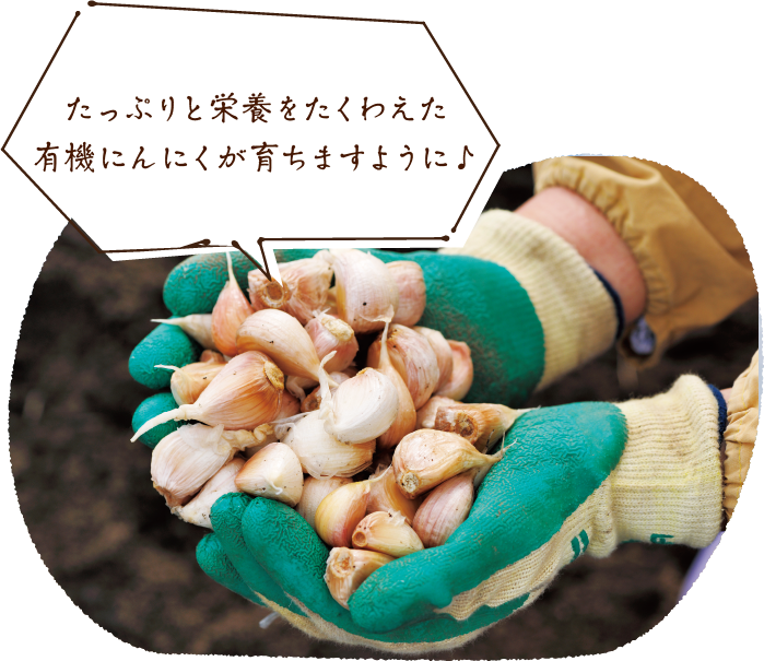 たっぷりと栄養をたくわえた有機にんにくが育ちますように♪