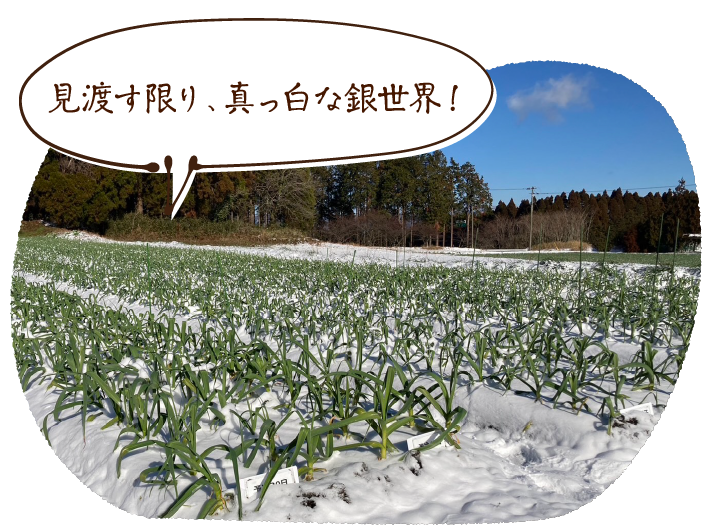 見渡す限り、真っ白な銀世界!