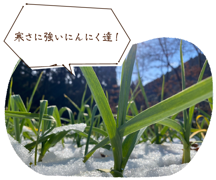 にんにくの天敵!ネキリムシの幼虫を発見!