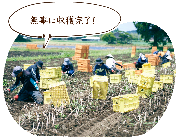 無事に収穫完了!