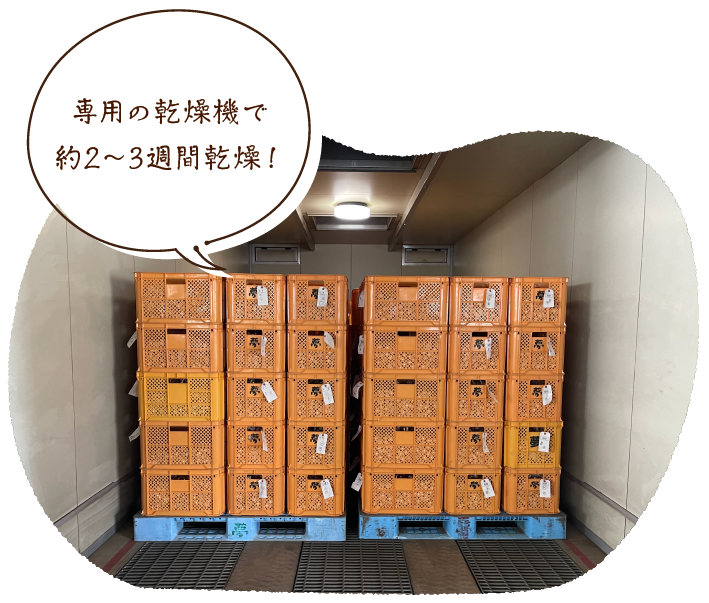 専用の乾燥機で約2~3週間乾燥!