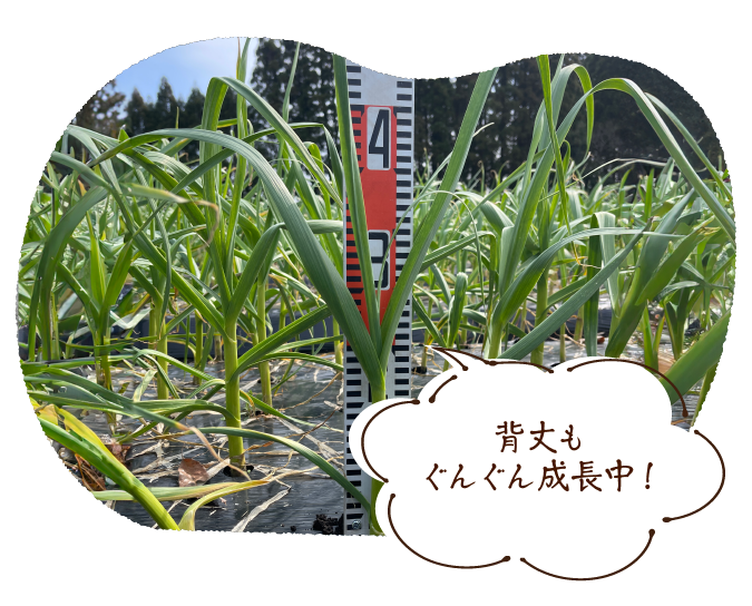 背丈もぐんぐん成長中!