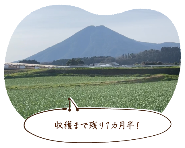 収穫まで残り1カ月半!