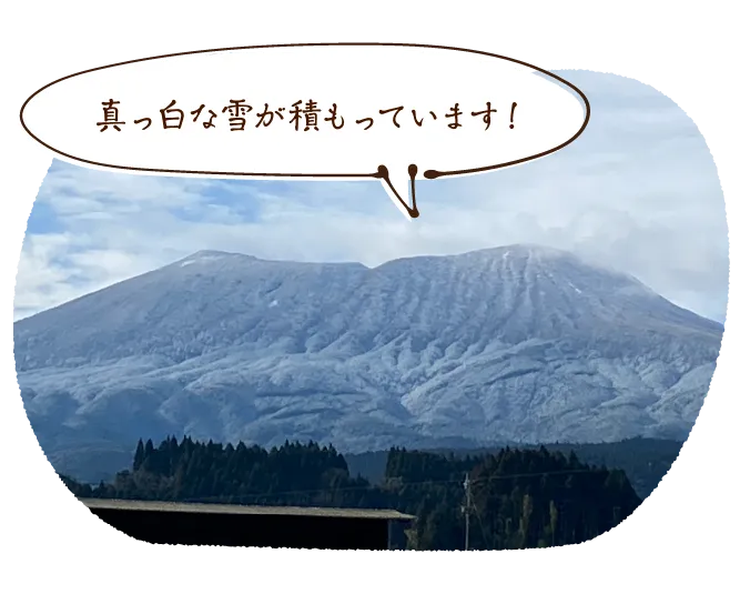 真っ白な雪が積もっています！