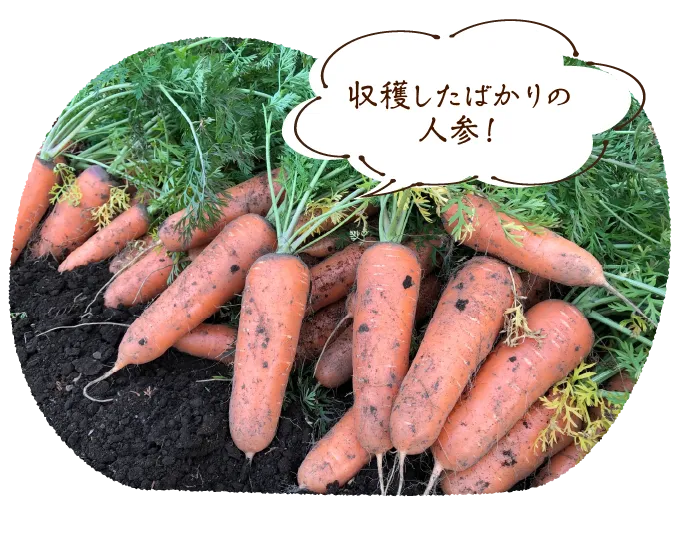 収穫したばかりの人参！