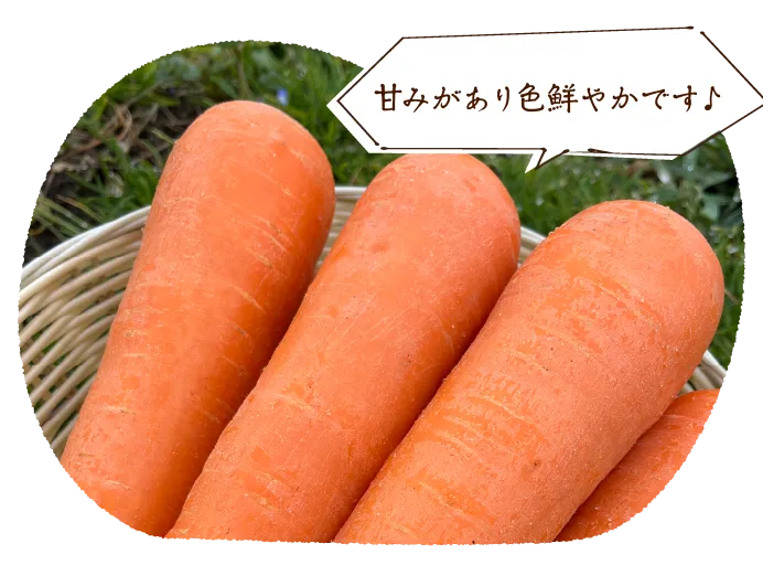 収穫したばかりの人参！