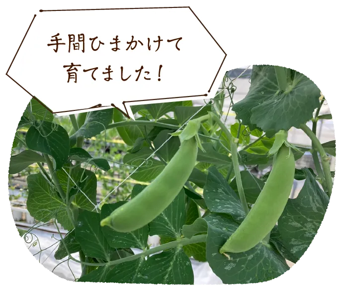 手間ひまかけて育てました！